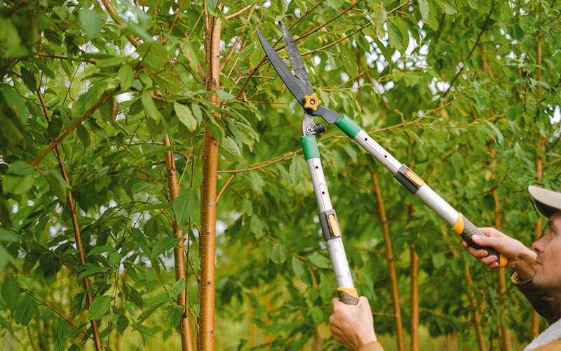 Tree trimming in Clyde, NC